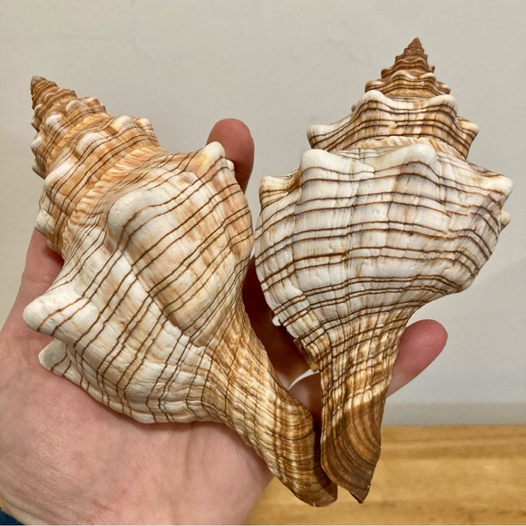 2 Seashells Conch Cream / Light Orange / Brown Neutral Decor Beach Shell - Picture 1 of 13